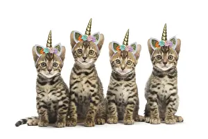Unicorn: Cat - Four Bengal kittens in the studio with