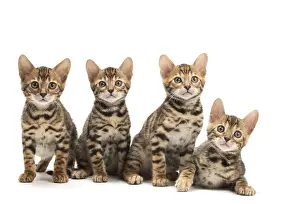 Bengals: Cat - Four Bengal kittens in the studio