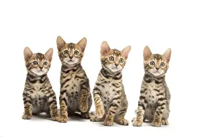Bengals: Cat - Four Bengal kittens in the studio