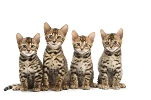 Bengals: Cat - Four Bengal kittens in the studio