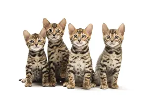 Bengals: Cat - Four Bengal kittens in the studio