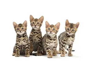 Bengals: Cat - Four Bengal kittens in the studio