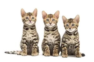 Bengals: Cat - Three Bengal kittens in the studio