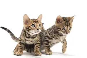 Bengals: Cat - Two Bengal kittens in the studio