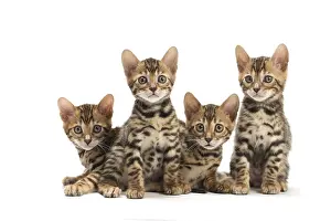 Bengals: Cat - Four Bengal kittens in the studio
