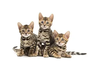 Bengals: Cat - Three Bengal kittens in the studio