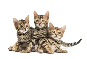 Bengals: Cat - Three Bengal kittens in the studio