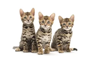 Bengals: Cat - Three Bengal kittens in the studio