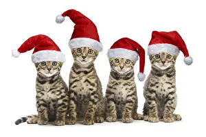 Bengali: Cat - Four Bengal kittens in the studio wearing