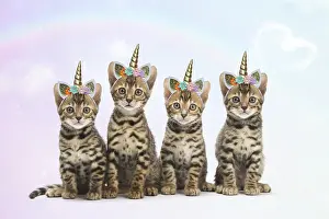 Unicorn: Cat - Four Bengal kittens with unicorn headbands