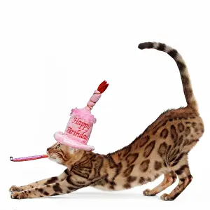 Exercising: Cat - Bengal stretching and wearing a Happy Birthday