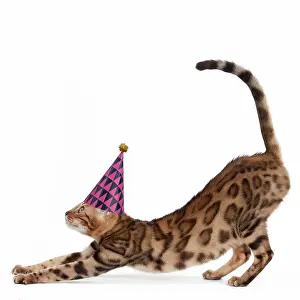 260420: Cat - Bengal stretching and wearing a party hat