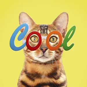 110418: Cat - Bengal wearing cool glasses Digital manipulation