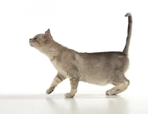 CAT. Bermilla kitten, (8 weeks old )