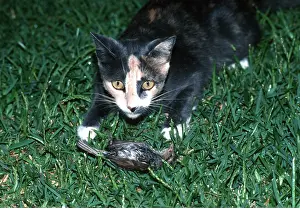 Killing: CAT - with bird prey