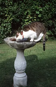 Tables: CAT - ON BIRD TABLE - drinking from bird bath