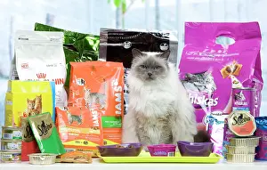 Packets: Cat - Birman