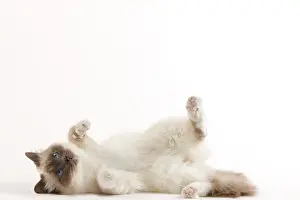 Submission: Cat - Birman