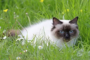 Birmans: Cat - Birman