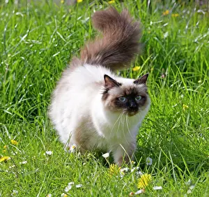 Birmans: Cat - Birman