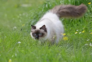 Birmans: Cat - Birman