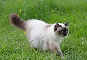 Birmans: Cat - Birman