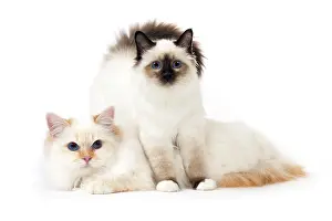 Birmans: Cat Birman