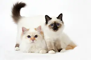 Birmans: Cat Birman