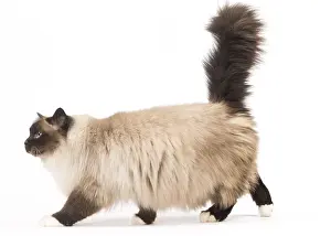 Birmans: Cat Birman