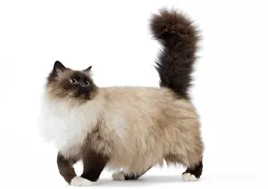 Birmans: Cat Birman