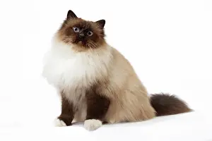 Birmans: Cat Birman