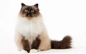 Birmans: Cat Birman