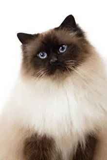 Birmans: Cat Birman