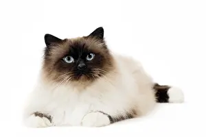 Birmans: Cat Birman