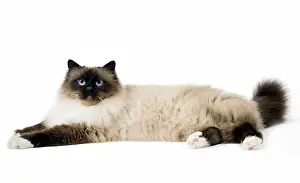 Birmans: Cat Birman