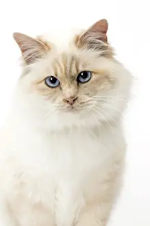 Birmans: Cat Birman