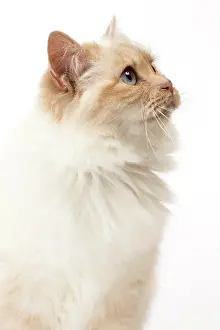 Birmans: Cat Birman