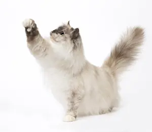 Waving: Cat Birman