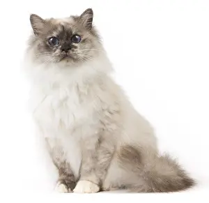 Birmans: Cat Birman
