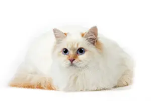 Birmans: Cat Birman