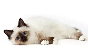 Birmans: Cat Birman