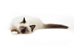 Birmans: Cat Birman