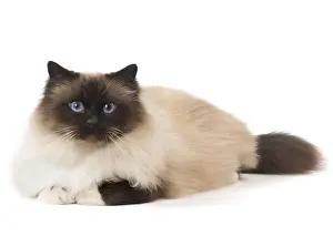 Birmans: Cat Birman
