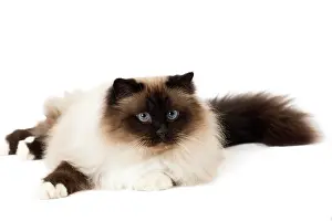 Birmans: Cat Birman