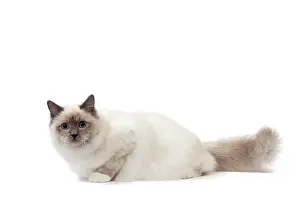 Birmans: Cat Birman
