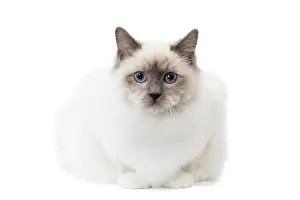 Birmans: Cat Birman