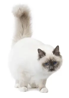 Birmans: Cat Birman