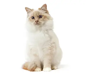 Birmans: Cat Birman