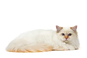 Birmans: Cat Birman