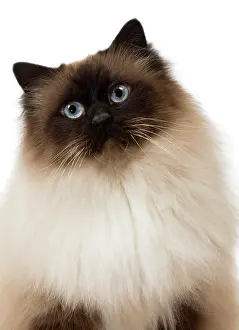Birmans: Cat Birman
